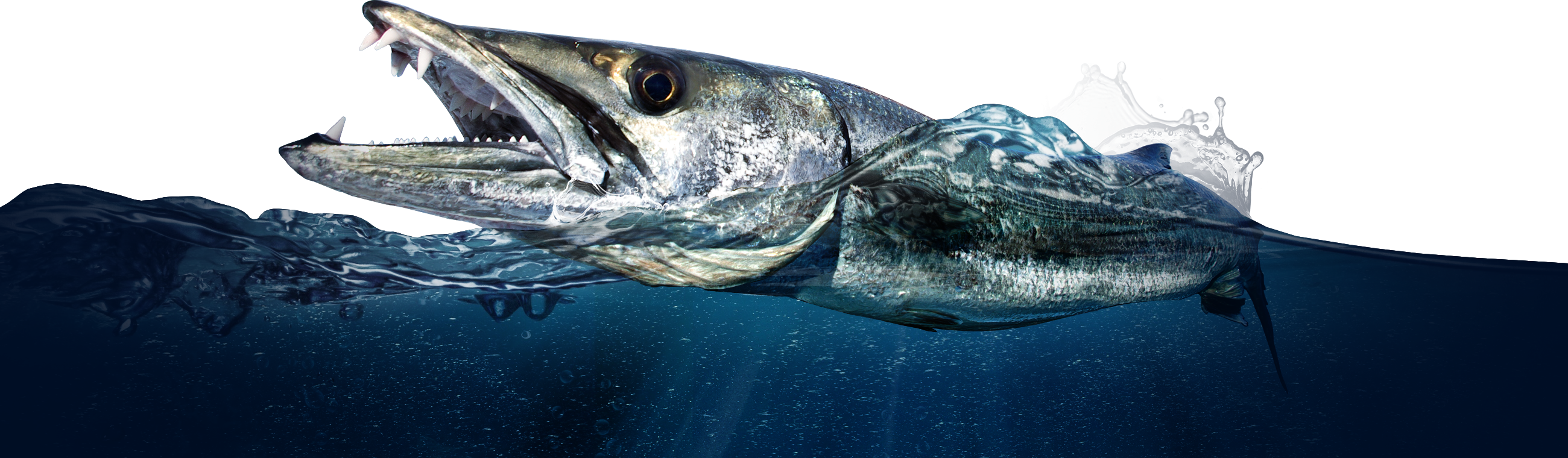 A Barracuda on the homepage of the Tackle Crafters Fish Apparel and equipment store