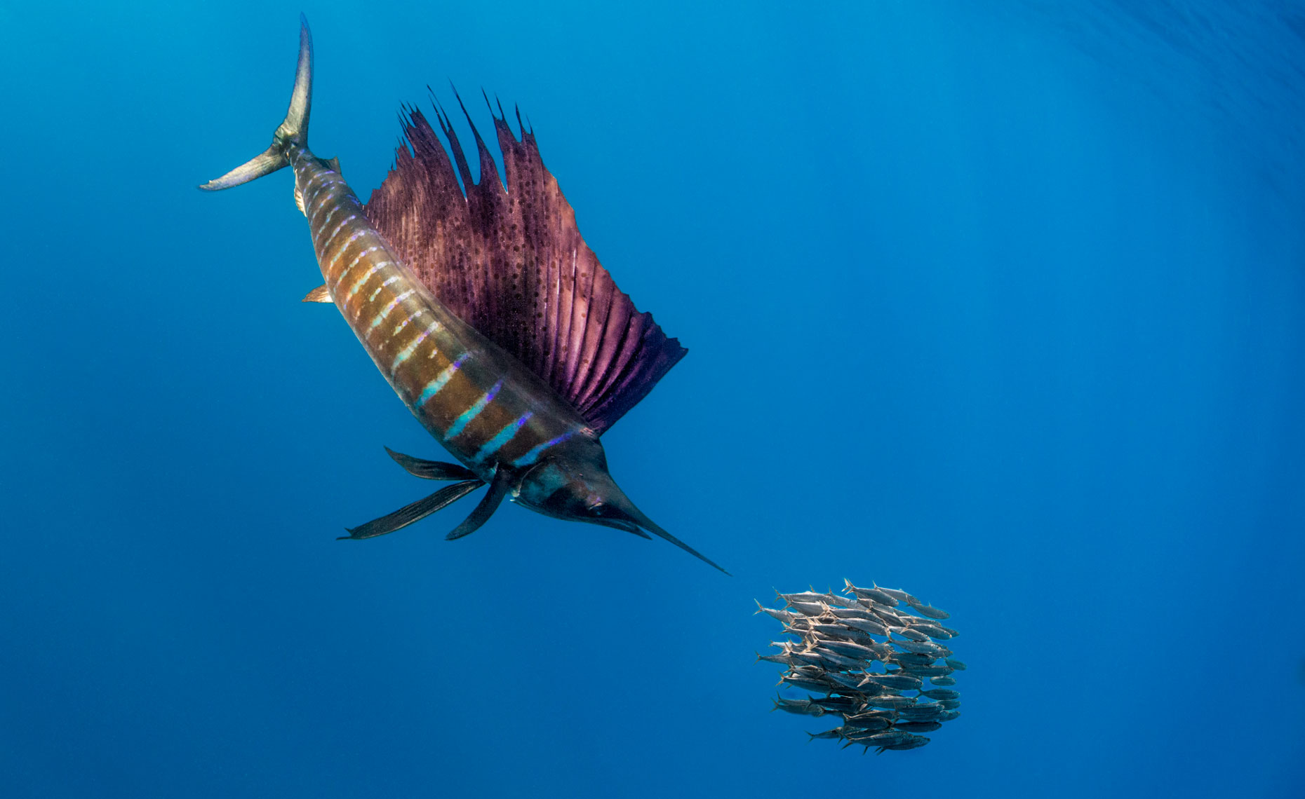 A Sailfish tracking a school of small fish while being tracked by men in fishing shirts
