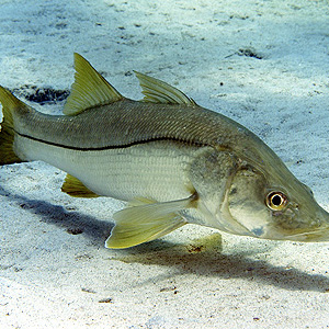 A Snook showing up for a fisher-woman in our fishing clothing brands
